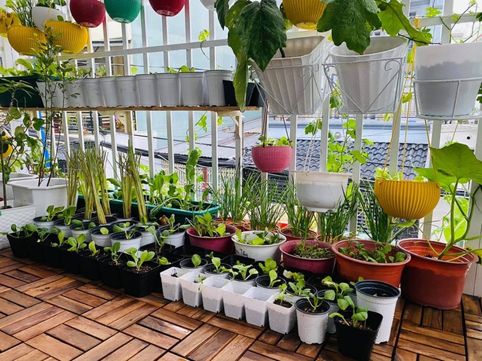Những khu vườn ban công nhỏ mà có võ, tràn ngập rau trái sum suê - 1 Những khu vườn ban công nhỏ mà có võ, tràn ngập rau trái sum suê - 1