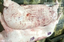 Vụ Công ty C.P. bị tố bán heo bệnh: Hình ảnh heo bệnh có thật