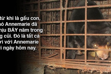 Cứu hộ thành công cá thể gấu chó bị nuôi nhốt 7 năm