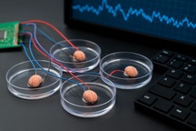 Phòng thí nghiệm nuôi "não mini" để vận hành máy tính