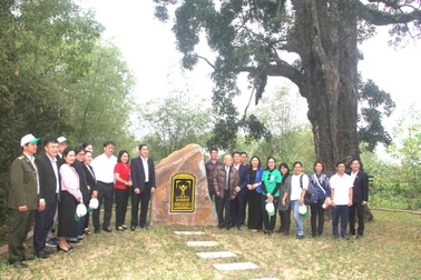 Cây rỏi mật hơn 500 tuổi ở Địa đạo Kỳ Anh được công nhận cây Di sản