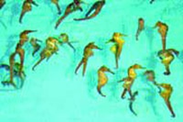 Nghề nuôi cá ngựa 