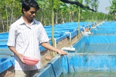 Cử nhân… cá kiểng