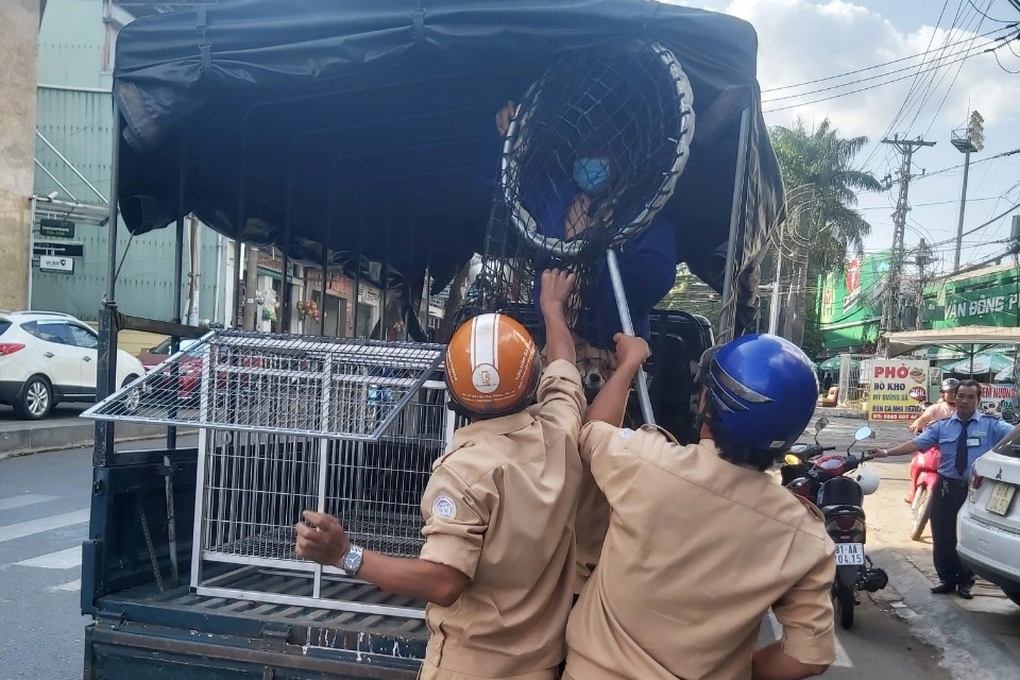 Người dân vẫn thả chó chạy rông ở Gia Lai, điểm nóng về bệnh dại - 4 Người dân vẫn thả chó chạy rông ở Gia Lai, điểm nóng về bệnh dại - 4