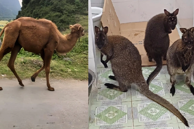 Cao Bằng liên tiếp xuất hiện động vật kỳ lạ: Hết chuột túi lại đến lạc đà