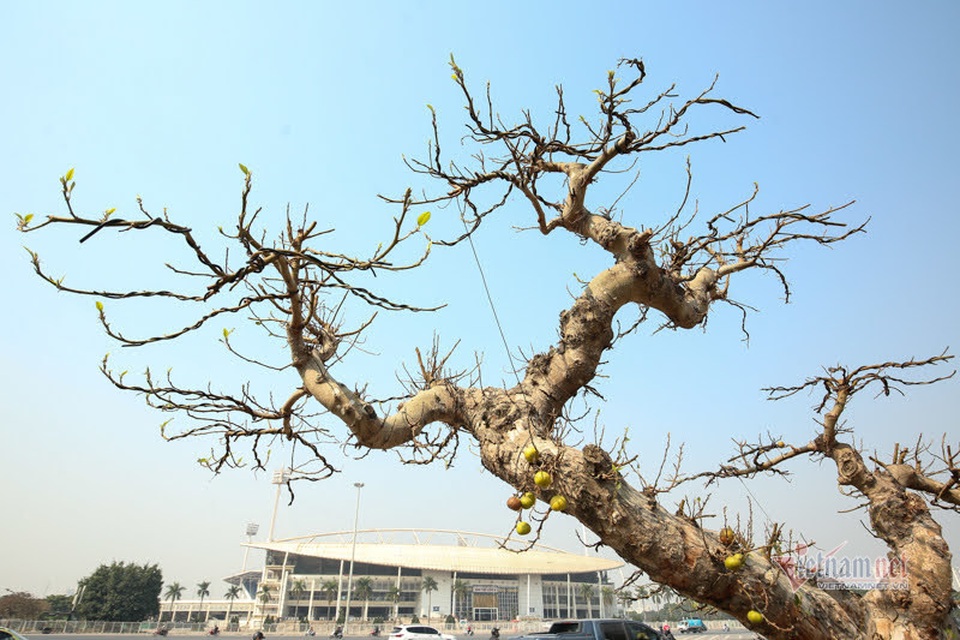 Chậu sung trăm tuổi trụi lá, hét giá 200 triệu đồng ở Hà Nội - 3 Chậu sung trăm tuổi trụi lá, hét giá 200 triệu đồng ở Hà Nội - 3
