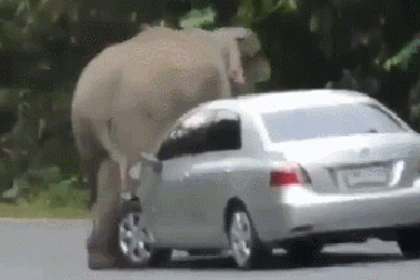 Hy hữu khoảnh khắc voi rừng chặn xe ô tô để… gãi ngứa