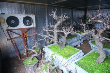 Đào "tiến vua"... "nằm" điều hòa chờ Tết