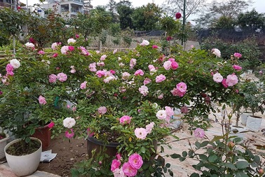 Chiêm ngưỡng những khu vườn tiền tỷ của dân chơi Hà thành