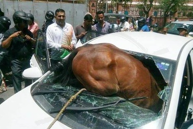 Ấn Độ: Nắng nóng dữ dội, ngựa nổi khùng lao thủng kính chắn ô tô đang chạy