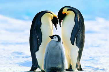 Chim cánh cụt hoàng đế gia nhập danh sách các loài bị đe dọa