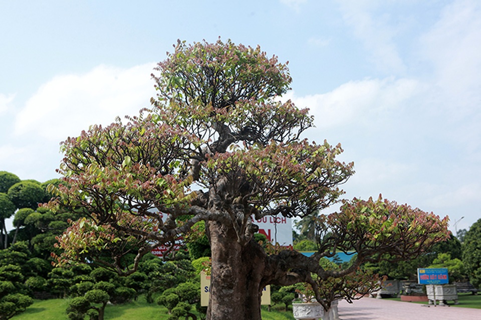 Đại gia Thái Nguyên dốc tiền khủng chơi dàn bonsai khế, coi như báu vật trong nhà - 10 Đại gia Thái Nguyên dốc tiền khủng chơi dàn bonsai khế, coi như báu vật trong nhà - 10