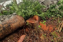 Huyện "dính" vi phạm khi xử phạt người dân chặt cây xanh