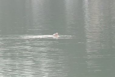 Cụ rùa nổi "sưởi ấm" trong ngày Hà Nội hửng nắng