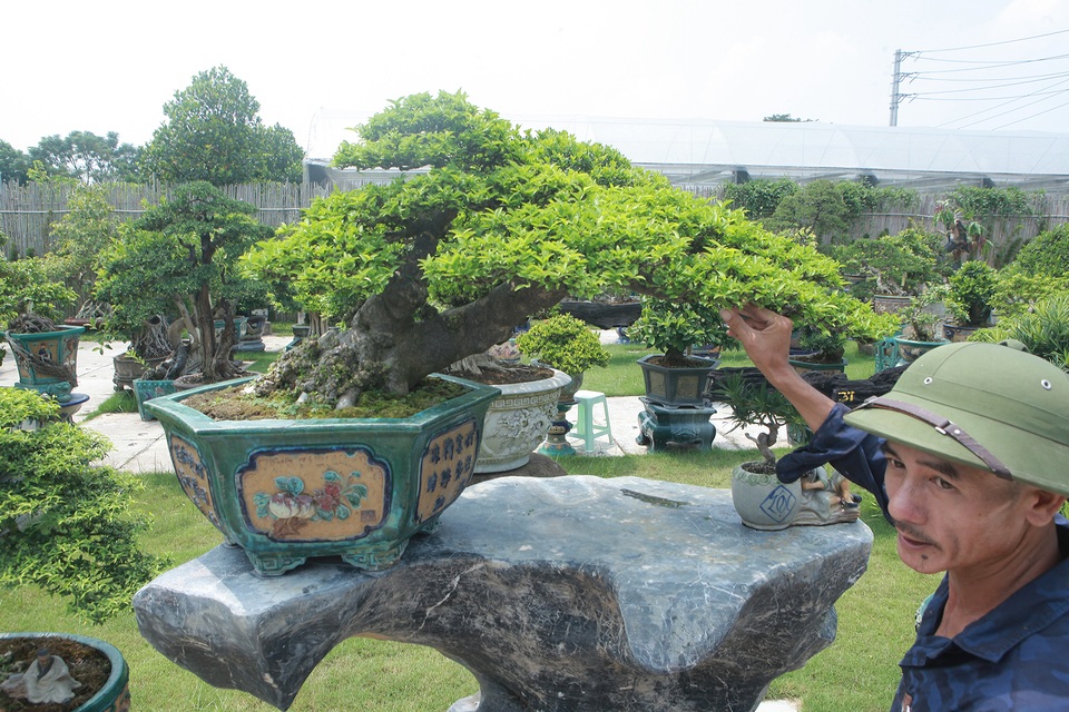 Mục sở thị khu vườn gần 1.000 cây cảnh bonsai hiếm có đất Hà Thành - 7 Mục sở thị khu vườn gần 1.000 cây cảnh bonsai hiếm có đất Hà Thành - 7