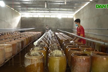 Cho giá đậu "nằm bồn, ngủ máy lạnh", kiếm 300 triệu đồng mỗi năm