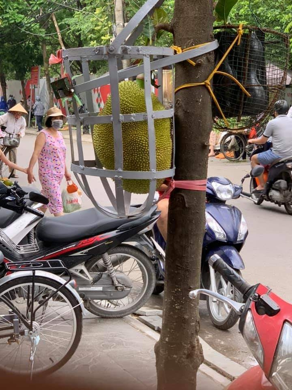 Bỏ tiền triệu đóng lồng cho mít vẫn khóc ra tiếng Mán với kẻ trộm - 4 Bỏ tiền triệu đóng lồng cho mít vẫn khóc ra tiếng Mán với kẻ trộm - 4