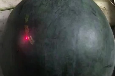 Quá trình khắc họa tiết trang trí trên dưa hấu mà không phải ai cũng biết