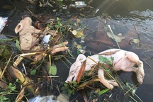 Cấp kinh phí thu dọn xác động vật nổi lềnh bềnh trên kênh thủy lợi