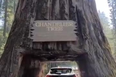 Ngỡ ngàng loạt cây khủng, ô tô cũng có thể "chui" qua