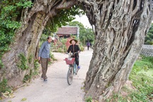 Cây đa 500 tuổi có bộ rễ khủng tạo thành cổng làng "độc" nhất ở Hưng Yên