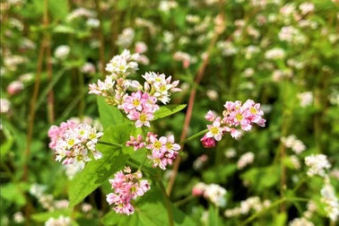 Chiêm ngưỡng vườn hoa tam giác mạch giữa đất Tây Đô