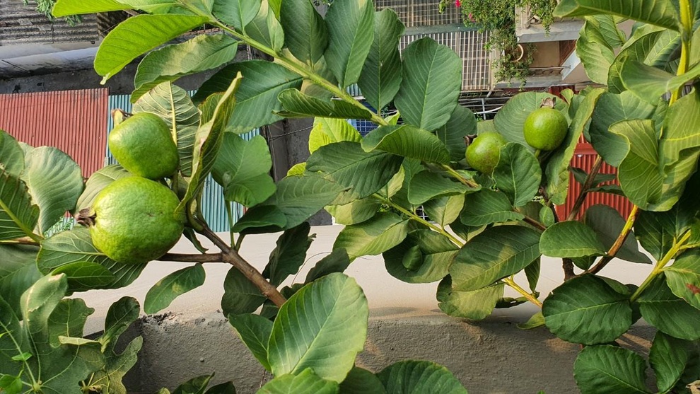 Hai vườn trĩu rau trái, ngát hương hoa hồng của gia đình Hà Nội - 4 Hai vườn trĩu rau trái, ngát hương hoa hồng của gia đình Hà Nội - 4