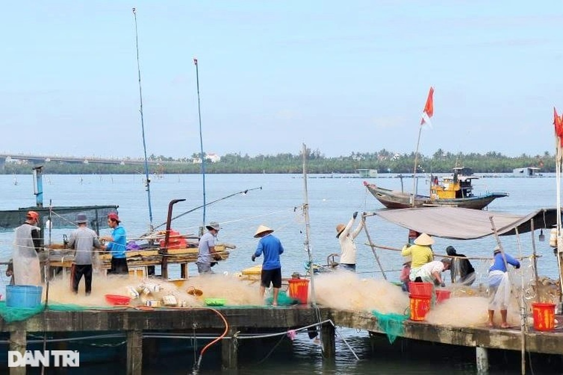 Trúng đậm cá trích đầu năm, ngư dân thu tiền triệu mỗi ngày - 1 Trúng đậm cá trích đầu năm, ngư dân thu tiền triệu mỗi ngày - 1