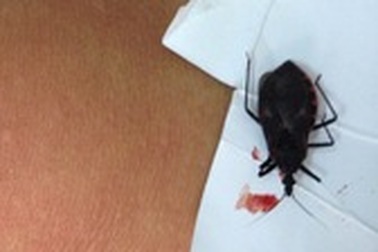 Bọ xít hút máu tái xuất ở TP HCM