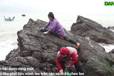 Ngư dân đội sóng, leo vách đá săn "lộc biển" mùa biển động