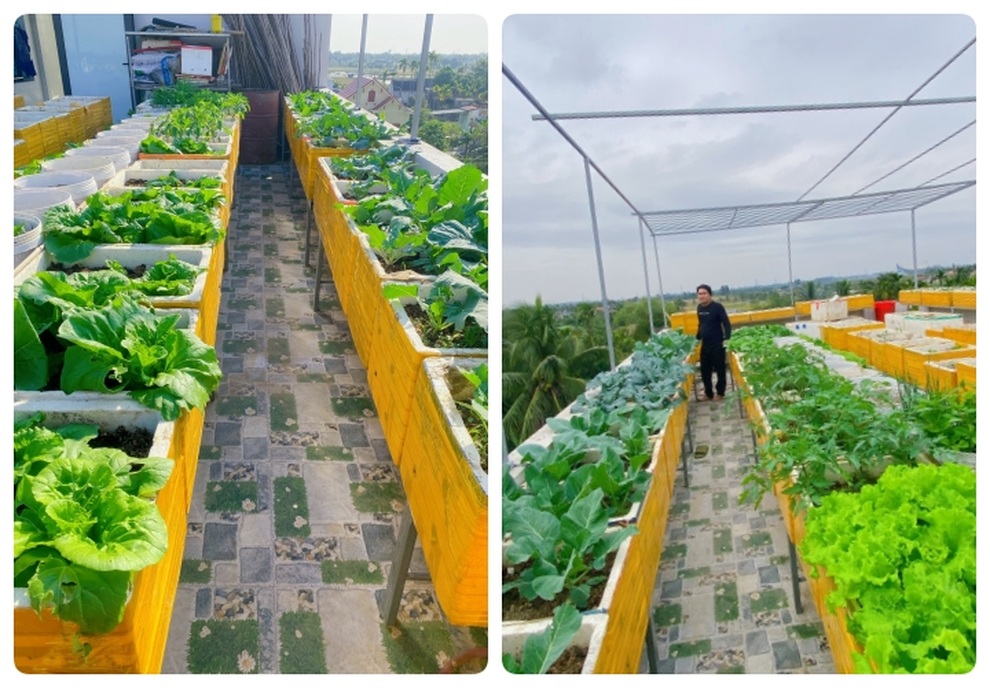 Ngắm vườn rau sân thượng xanh mướt của cặp vợ chồng ở Hải Phòng - 7 Ngắm vườn rau sân thượng xanh mướt của cặp vợ chồng ở Hải Phòng - 7