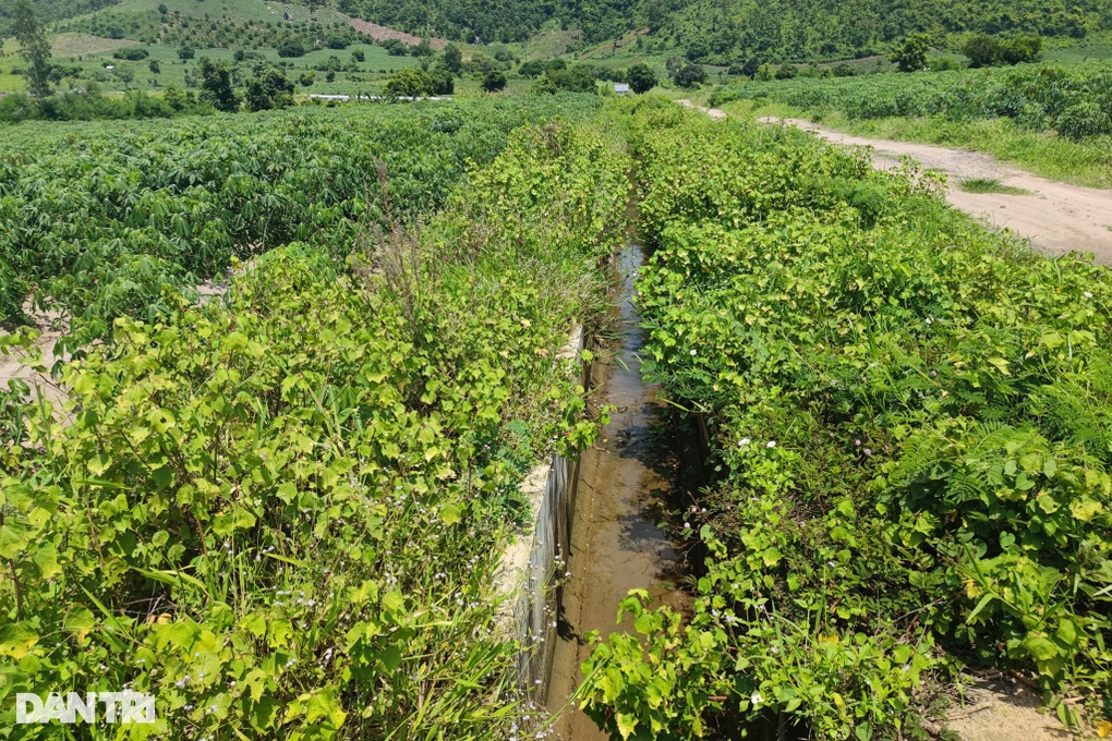 Nghịch cảnh ruộng đồng khát khô bên hồ thủy lợi trăm tỷ đắp chiếu - 5 Nghịch cảnh ruộng đồng khát khô bên hồ thủy lợi trăm tỷ đắp chiếu - 5