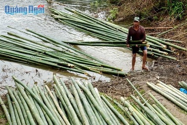 Lồ ô - "của để dành" trên non