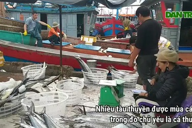 Đà Nẵng: Ngư dân được mùa cá thu sau bão