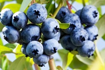 Ăn thêm loại trái cây này giúp bạn sống lâu hơn