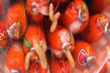 Dòi bò lúc nhúc trong hộp xúc xích