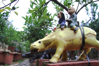 "Trâu vàng" thảnh thơi "cõng" quất cảnh giá bạc triệu dịp Tết Tân Sửu 2021