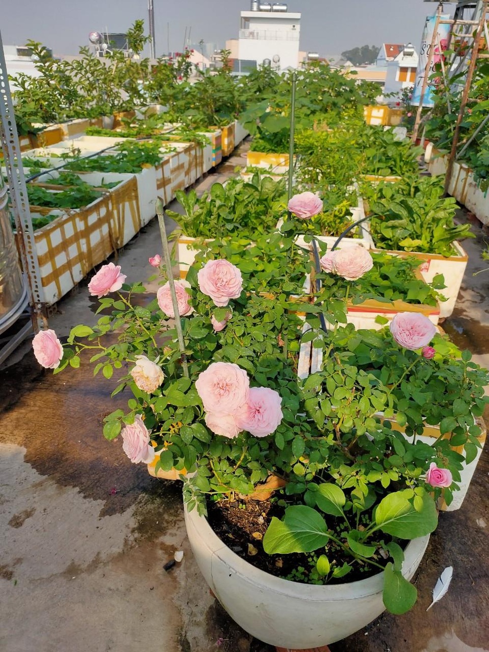 Khu vườn rau trái sum suê trên sân thượng, nhà phố tại TPHCM - 10 Khu vườn rau trái sum suê trên sân thượng, nhà phố tại TPHCM - 10