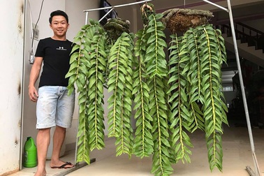 Mê lan rừng từ nhỏ, chàng quản lý 9x sở hữu vườn lan “khủng”