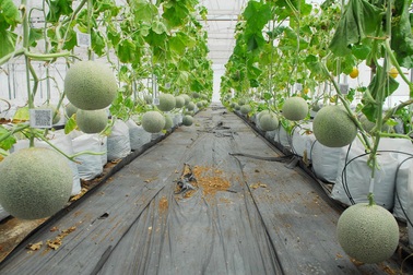 Triển khai thành công dự án hệ thống quản lý nông nghiệp công nghệ cao tại TPHCM