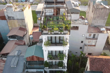 Khu vườn sum suê 100m2 trên tầng 7 của vợ chồng bà giáo Hà Nội về hưu