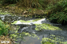 Xác định nguyên nhân cá chết hàng loạt, suối đổi màu đen kịt