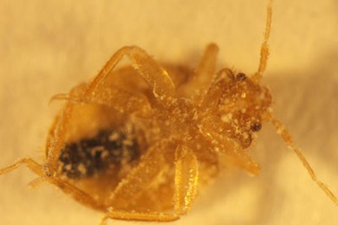 Hà Nội xuất hiện rệp hút máu