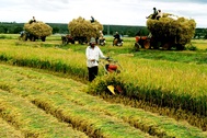 Agribank chung tay giải quyết “bài toán hóc búa” Bảo hiểm nông nghiệp