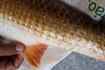 Câu được cá “lạ” trên Vịnh Cam Ranh, nghi là cá Sủ vàng