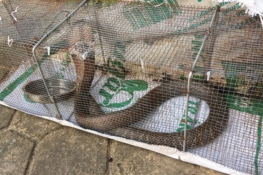 Sự thật rắn độc "bủa vây" toà chung cư mới ở Hà Nội