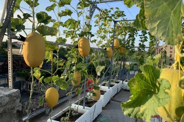 Vườn dưa "nằm võng" trăm gốc, gia chủ hái "mỏi tay" hơn 3 tạ/mùa