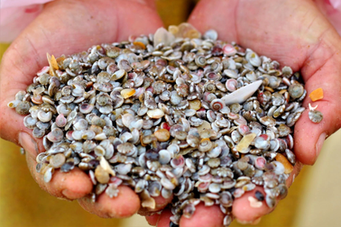 Ngư dân đội mưa lạnh bắt loại ốc "nhà nghèo" nuôi con "nhà giàu"