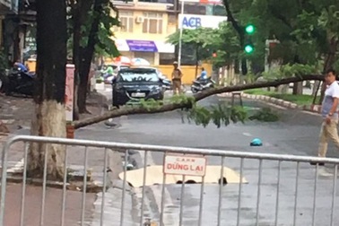 Hà Nội: Người đàn ông tử vong cạnh một cây xanh đổ chắn ngang đường