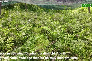 Đưa rau rừng về trồng trong vườn, bất ngờ bán không kịp hái